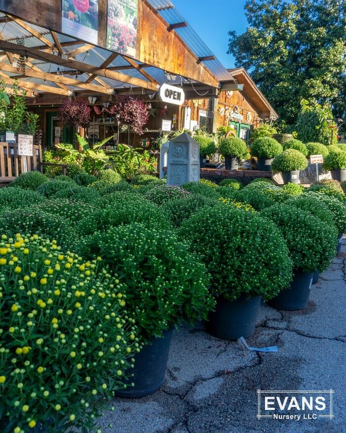 Images Evans Nursery LLC