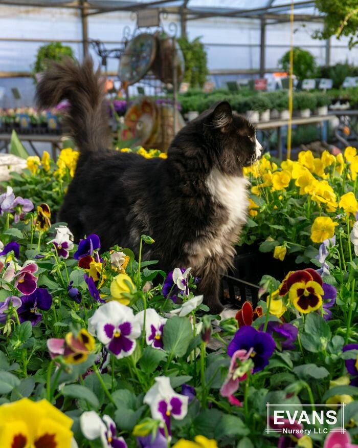 Images Evans Nursery LLC