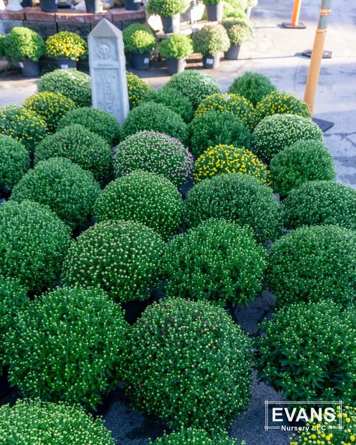 Images Evans Nursery LLC