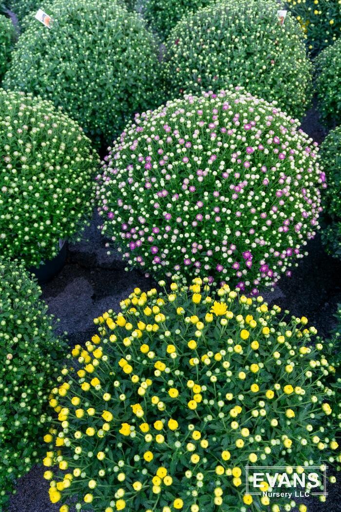 Images Evans Nursery LLC