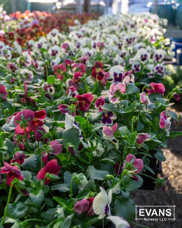 Images Evans Nursery LLC