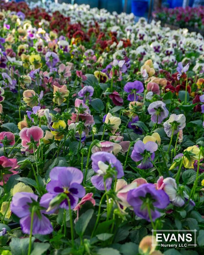Images Evans Nursery LLC
