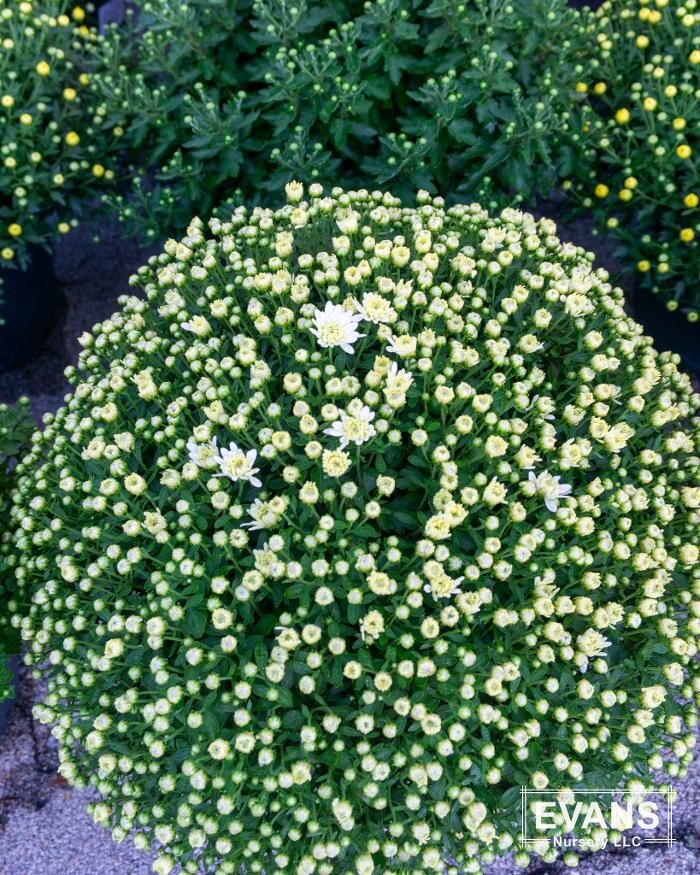 Images Evans Nursery LLC