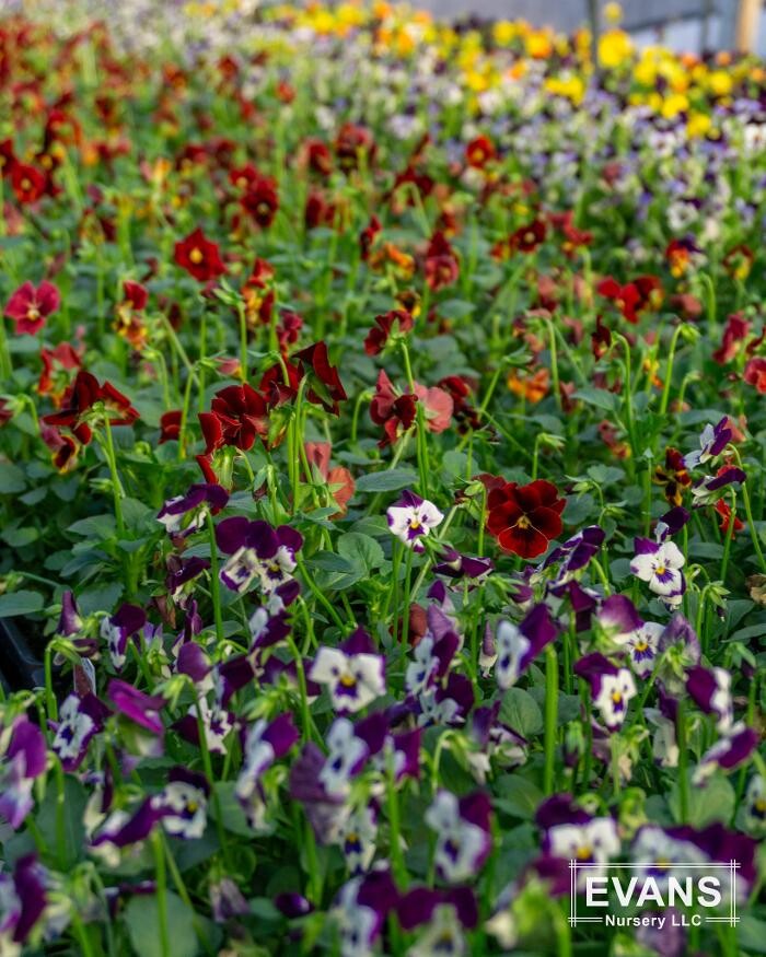 Images Evans Nursery LLC