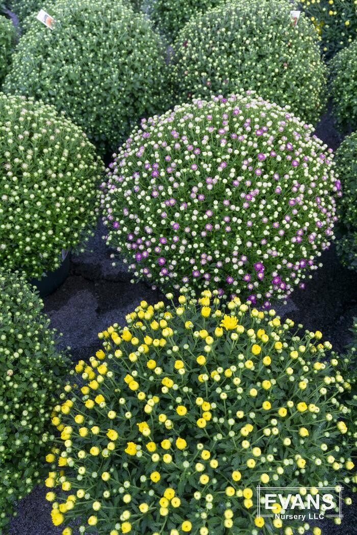 Images Evans Nursery LLC