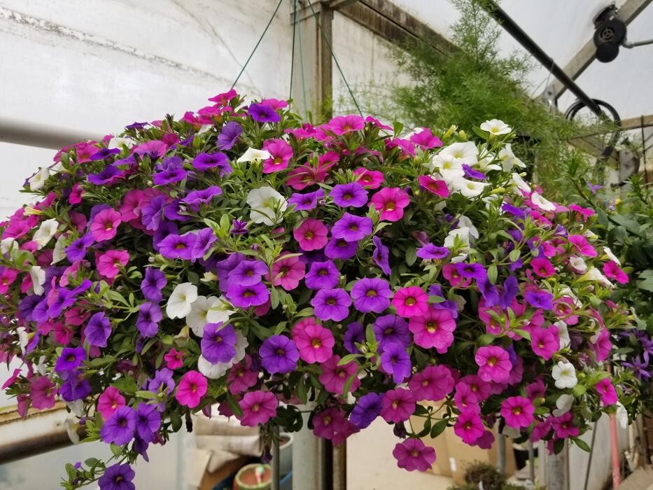 Images Evans Nursery LLC