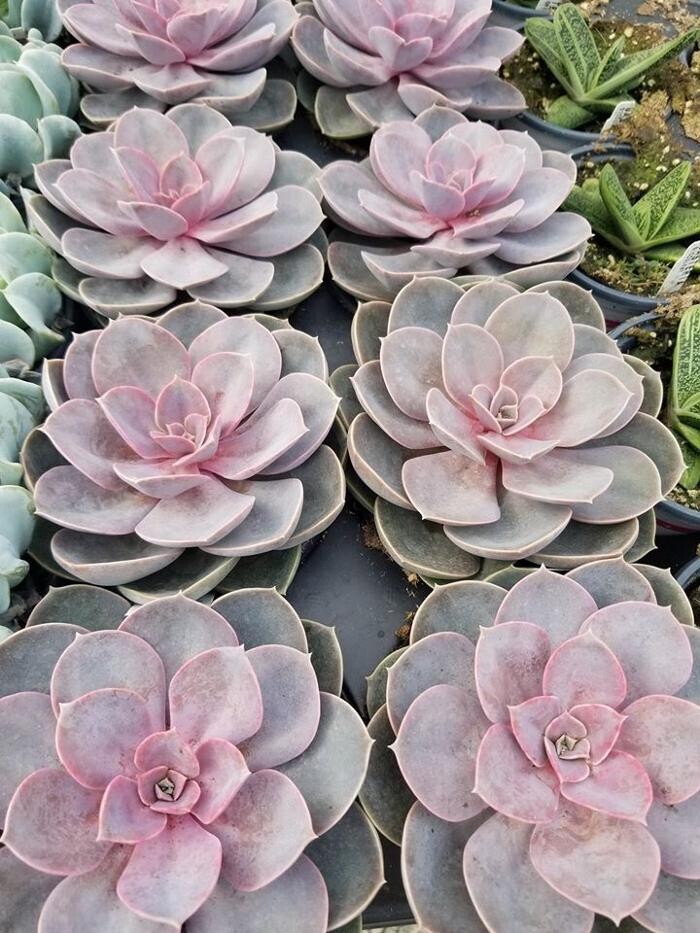 Images Evans Nursery LLC