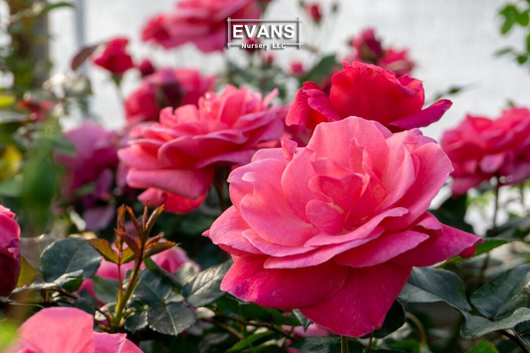 Images Evans Nursery LLC