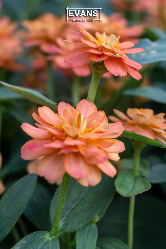 Images Evans Nursery LLC