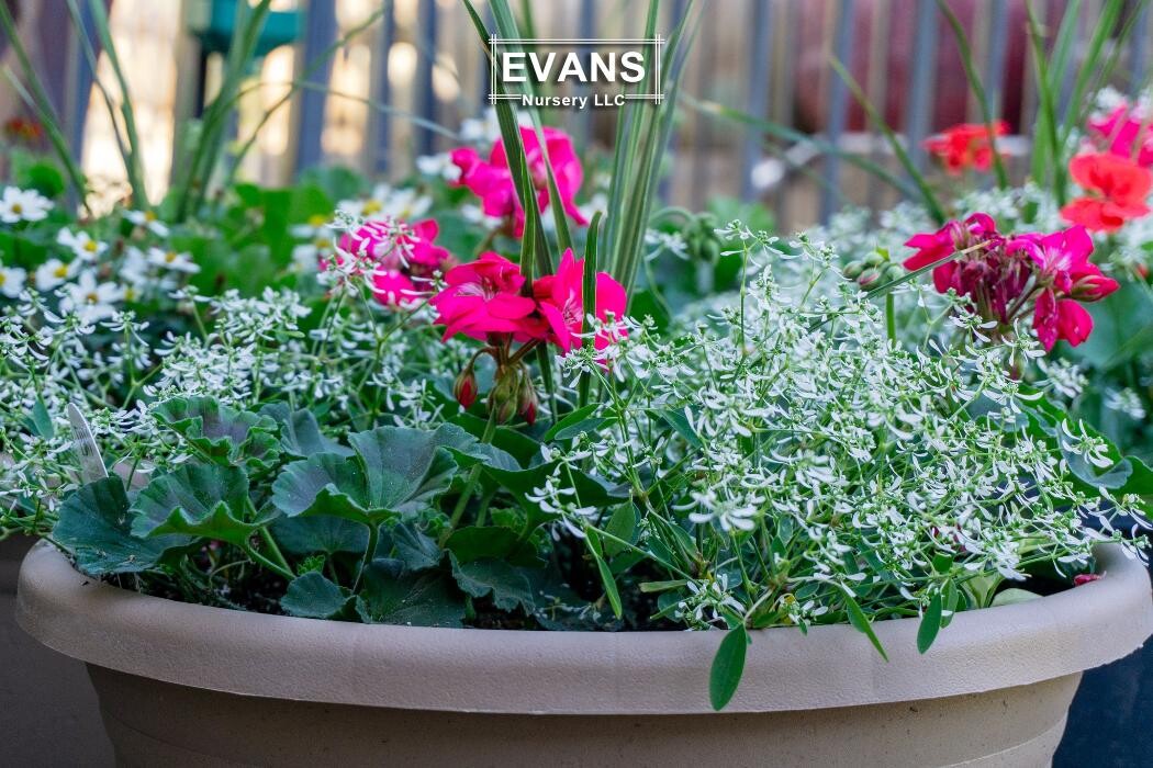 Images Evans Nursery LLC