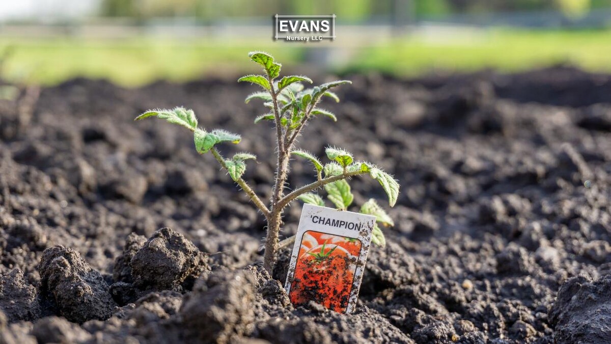 Images Evans Nursery LLC