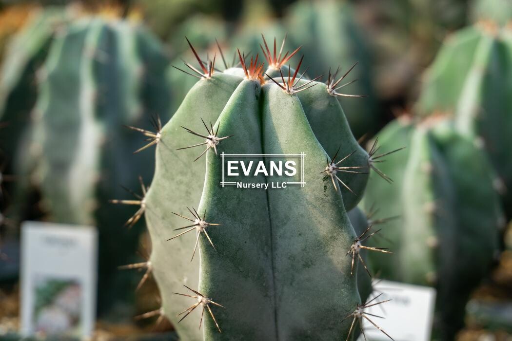 Images Evans Nursery LLC