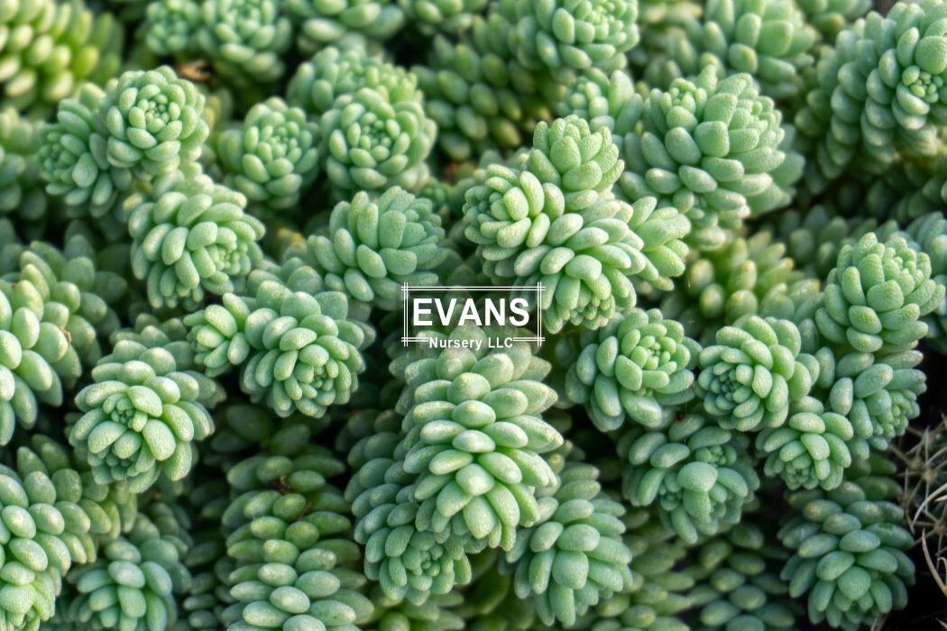 Images Evans Nursery LLC