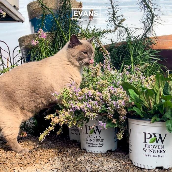 Images Evans Nursery LLC