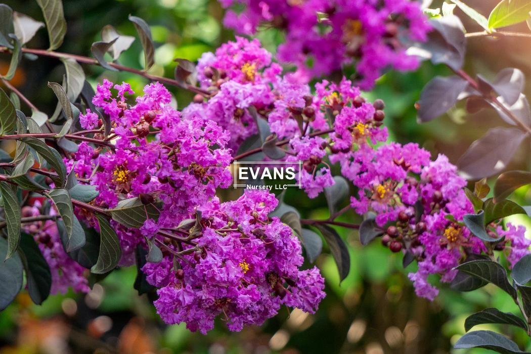 Images Evans Nursery LLC