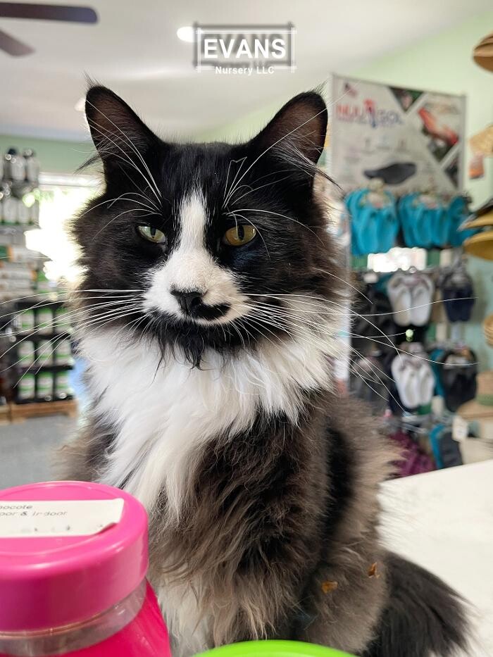 Images Evans Nursery LLC