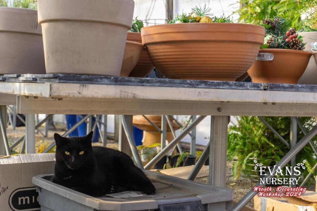 Images Evans Nursery LLC