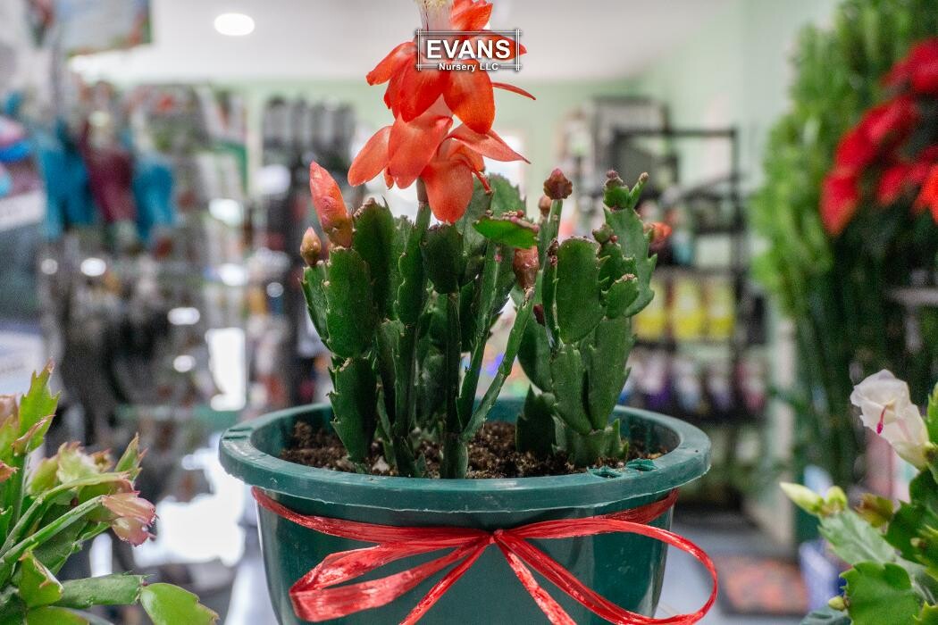 Images Evans Nursery LLC