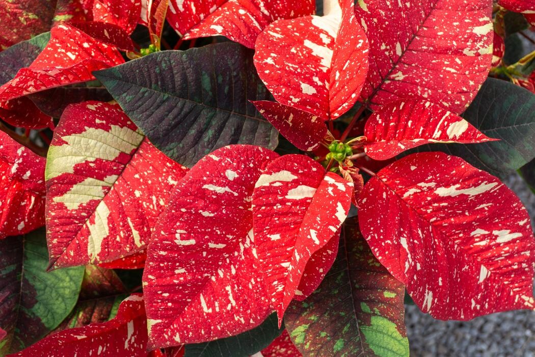 Images Evans Nursery LLC