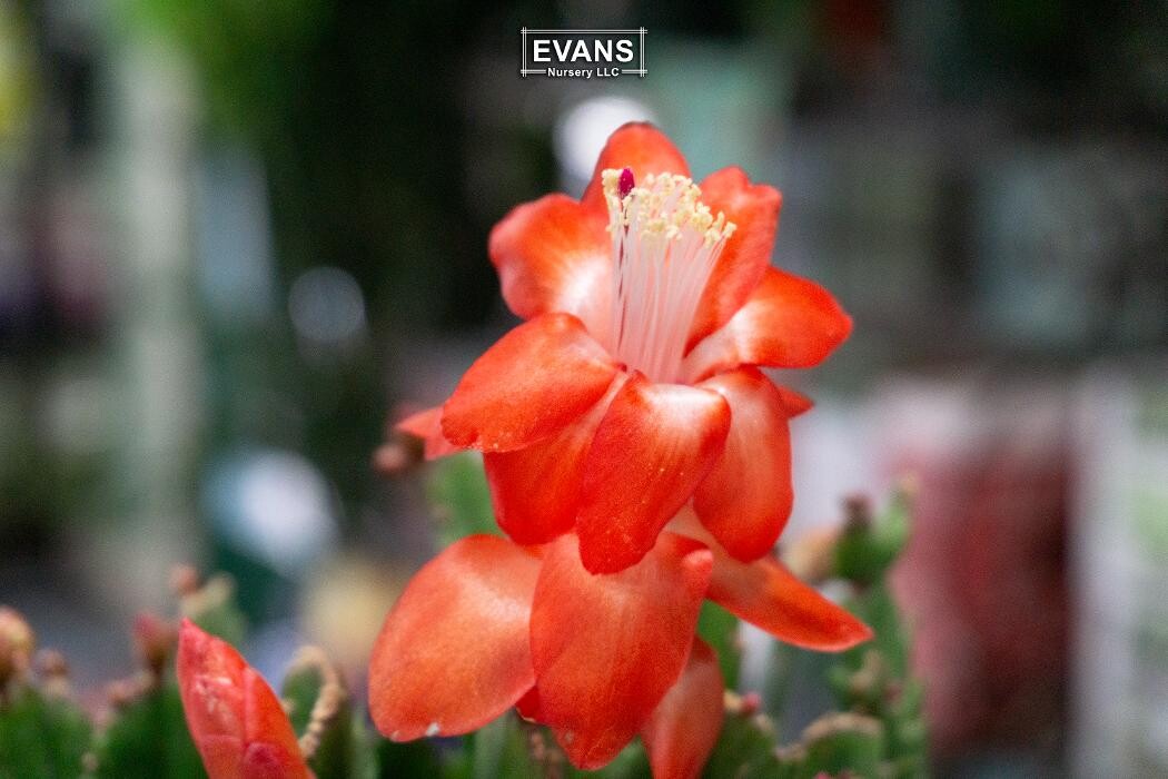 Images Evans Nursery LLC