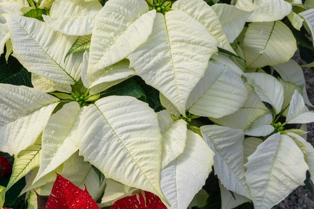 Images Evans Nursery LLC