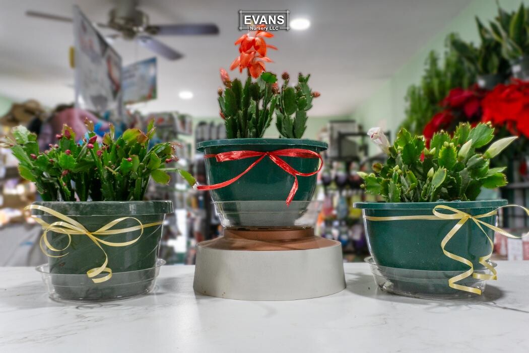 Images Evans Nursery LLC