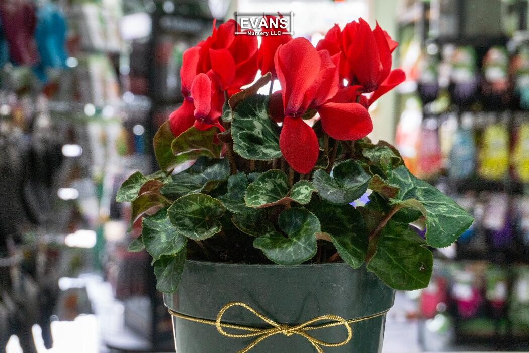 Images Evans Nursery LLC