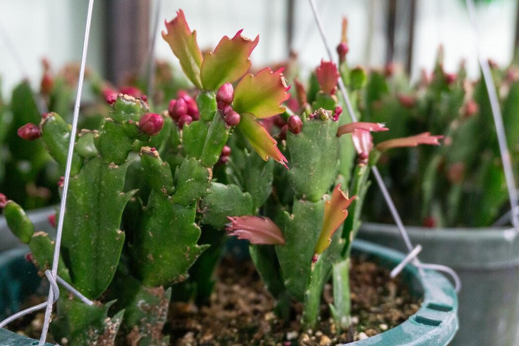 Images Evans Nursery LLC