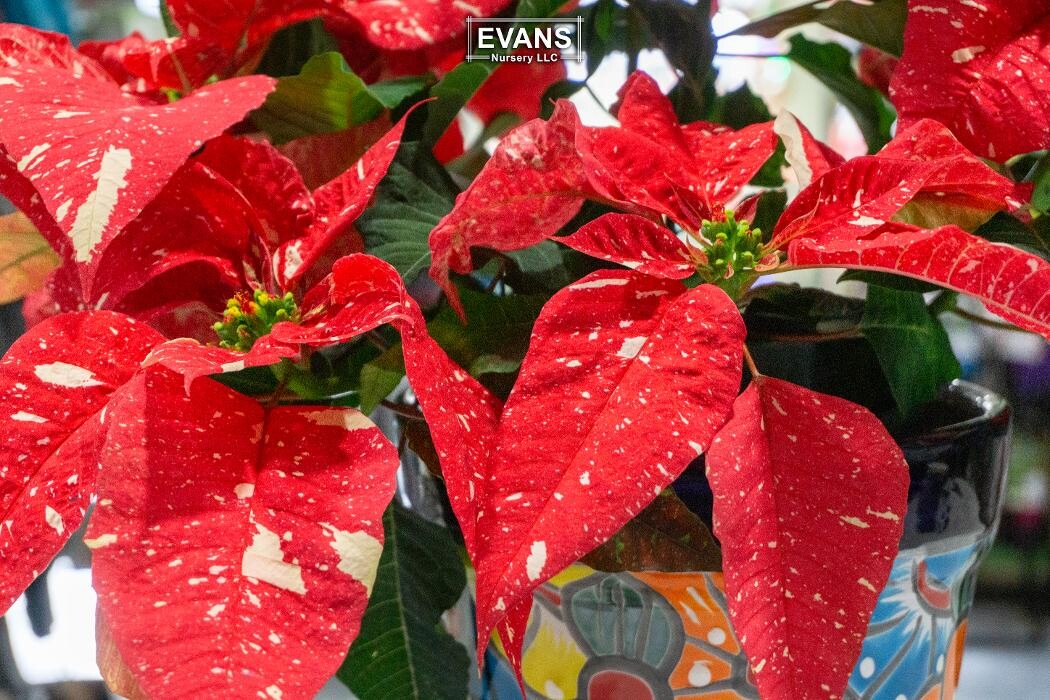 Images Evans Nursery LLC