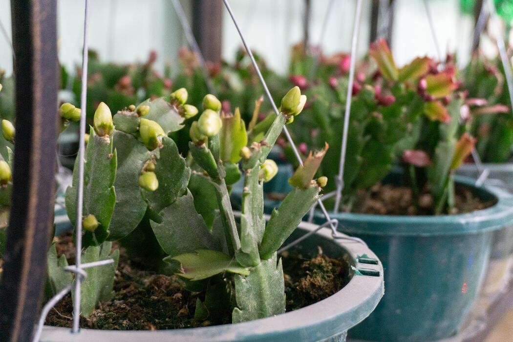 Images Evans Nursery LLC