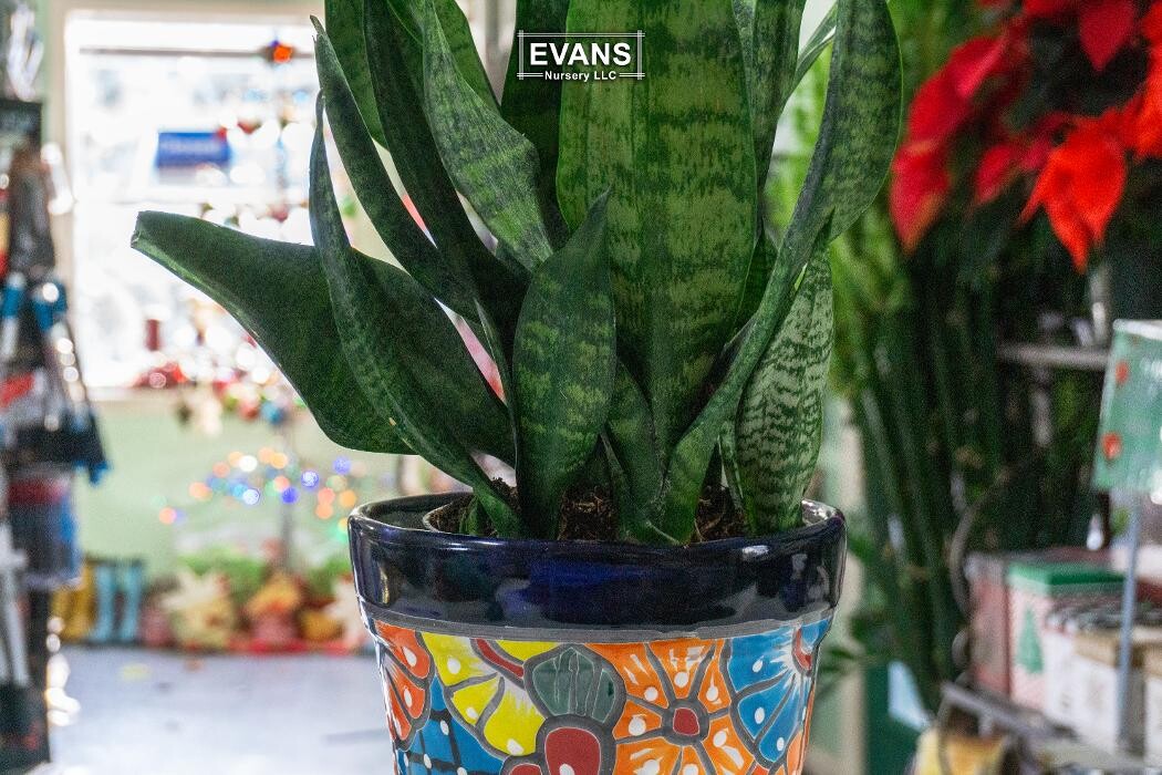 Images Evans Nursery LLC