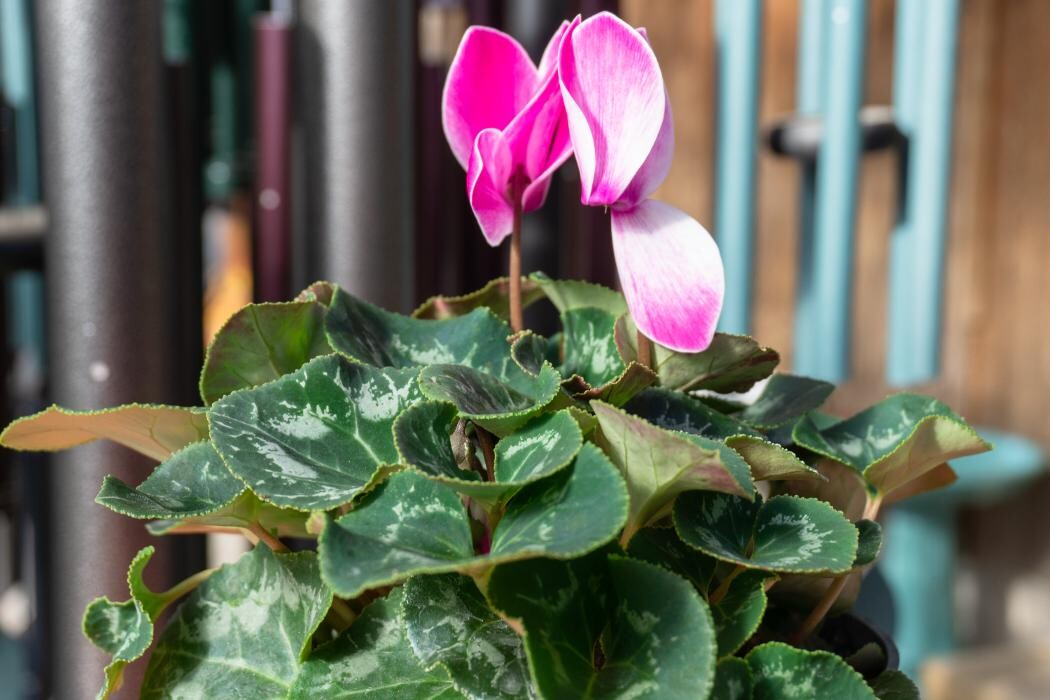 Images Evans Nursery LLC