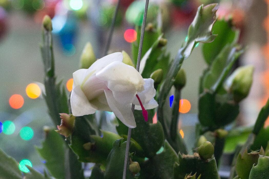 Images Evans Nursery LLC