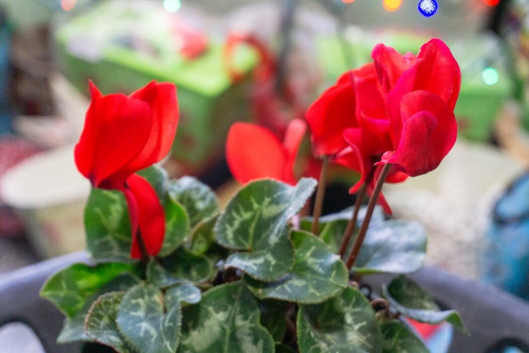 Images Evans Nursery LLC