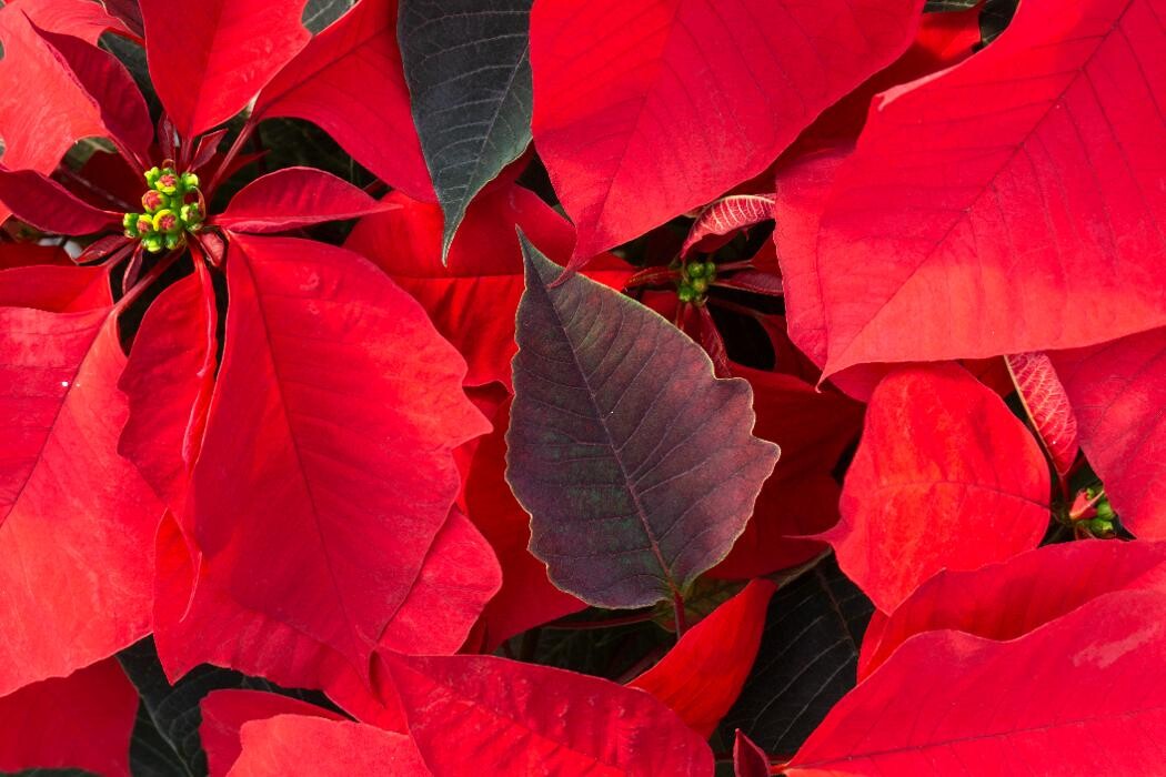 Images Evans Nursery LLC