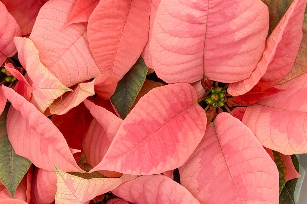 Images Evans Nursery LLC