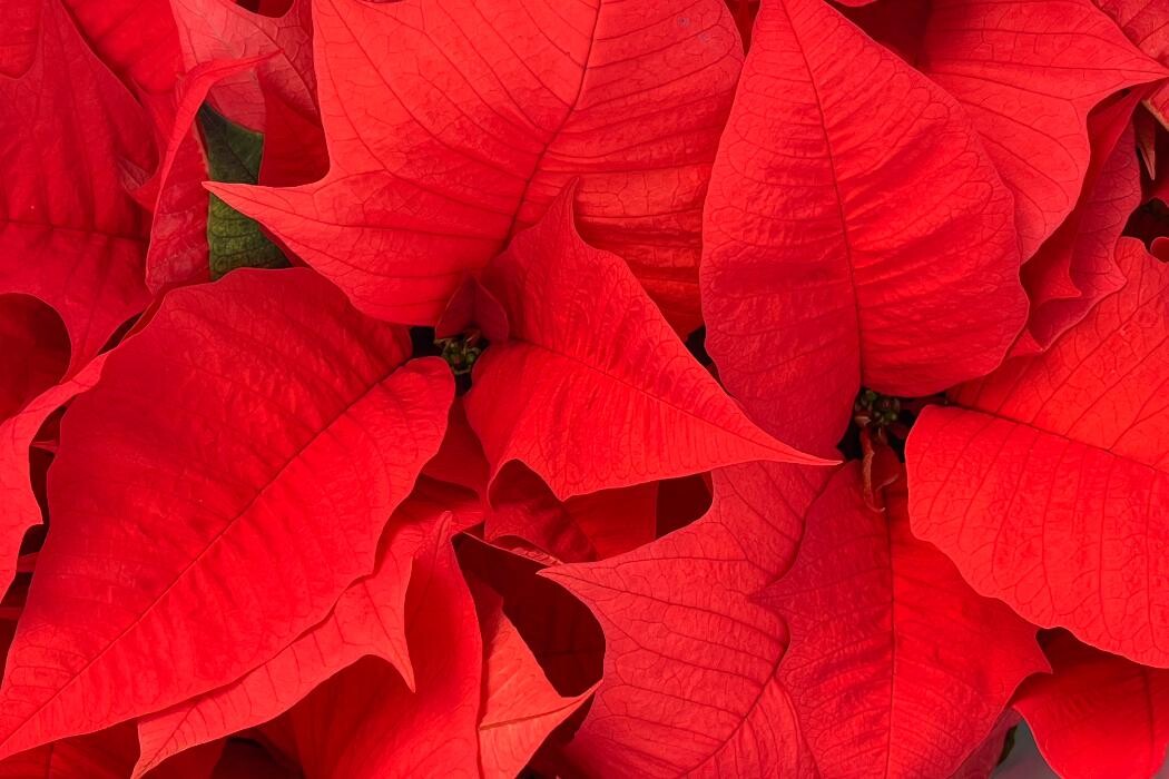 Images Evans Nursery LLC