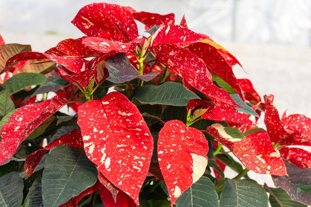 Images Evans Nursery LLC