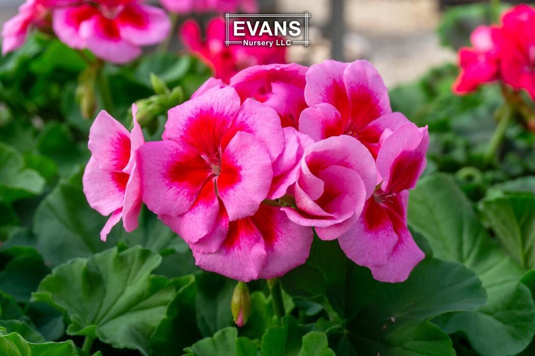 Images Evans Nursery LLC