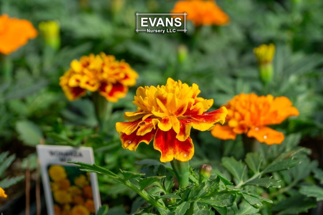 Images Evans Nursery LLC