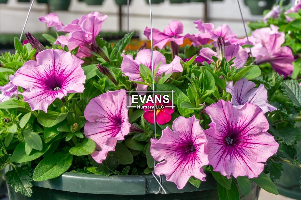 Images Evans Nursery LLC