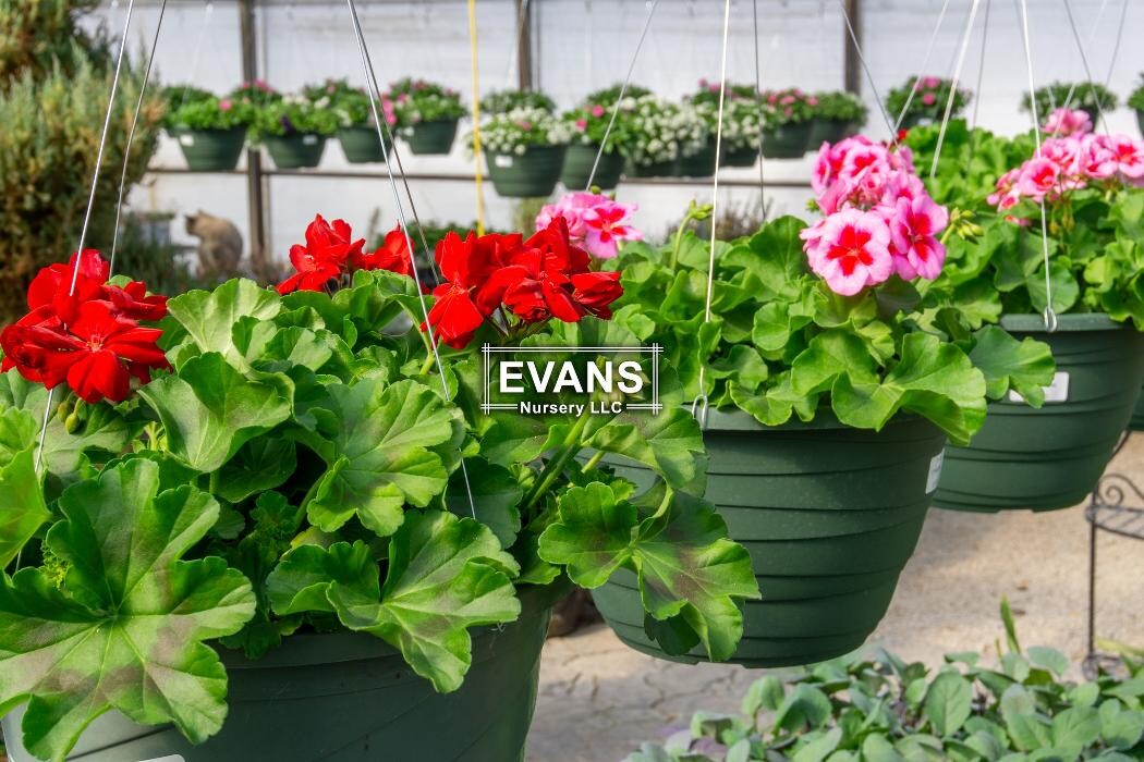 Images Evans Nursery LLC
