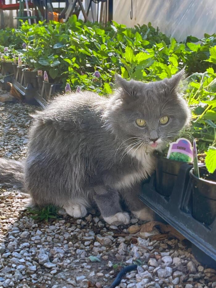 Images Evans Nursery LLC