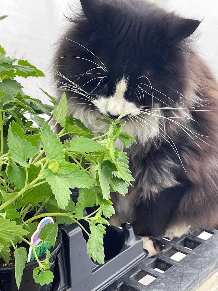 Images Evans Nursery LLC