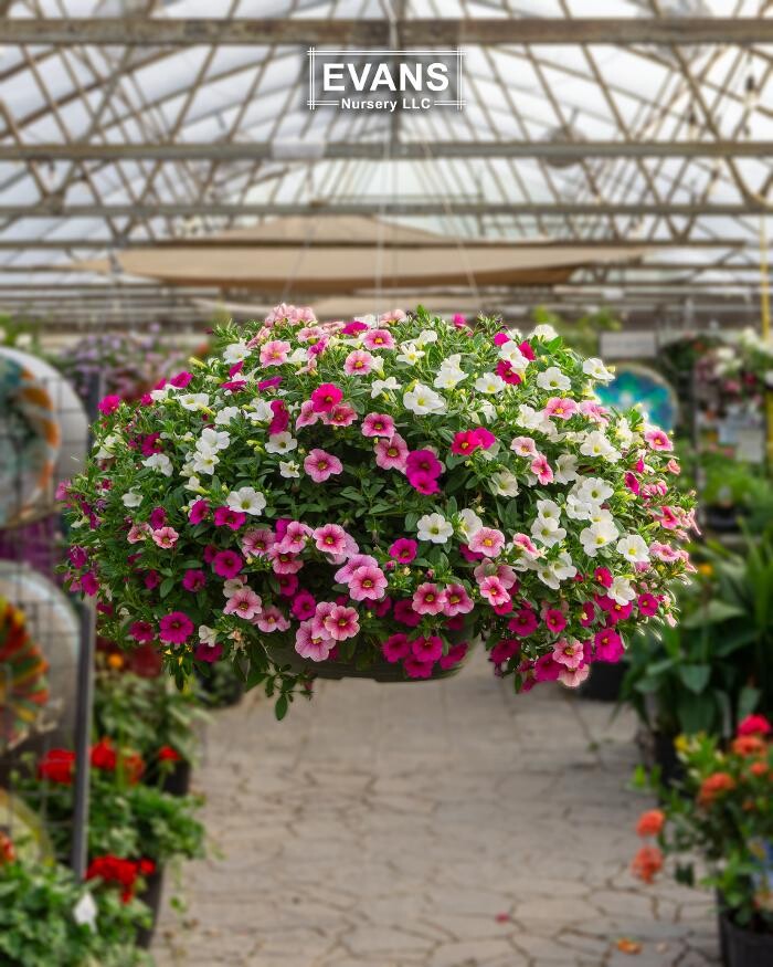 Images Evans Nursery LLC