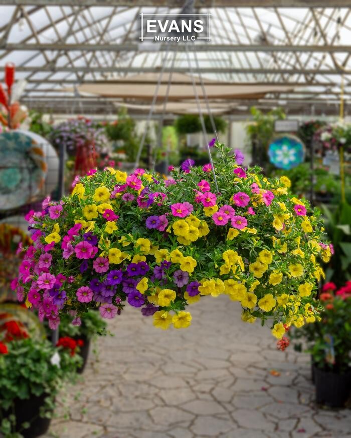 Images Evans Nursery LLC