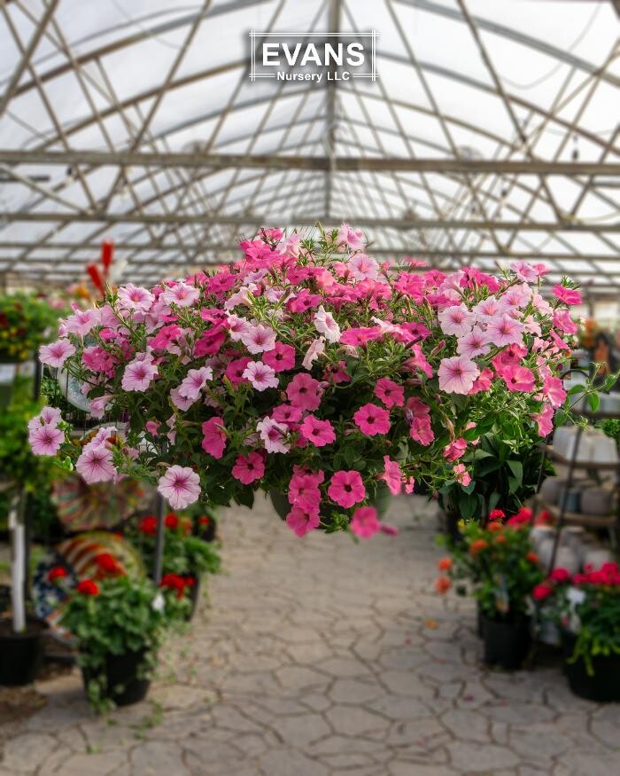 Images Evans Nursery LLC