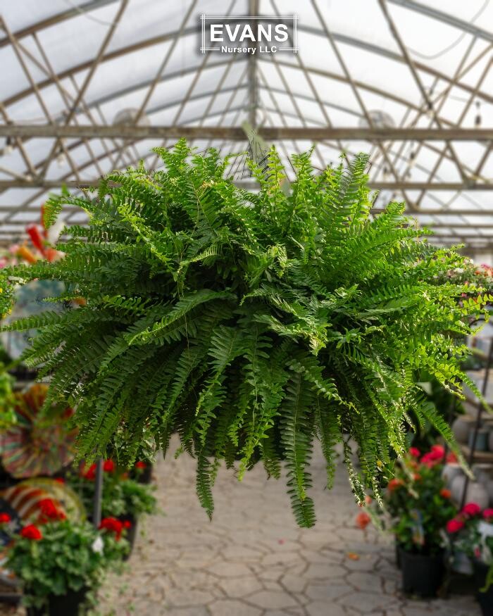 Images Evans Nursery LLC