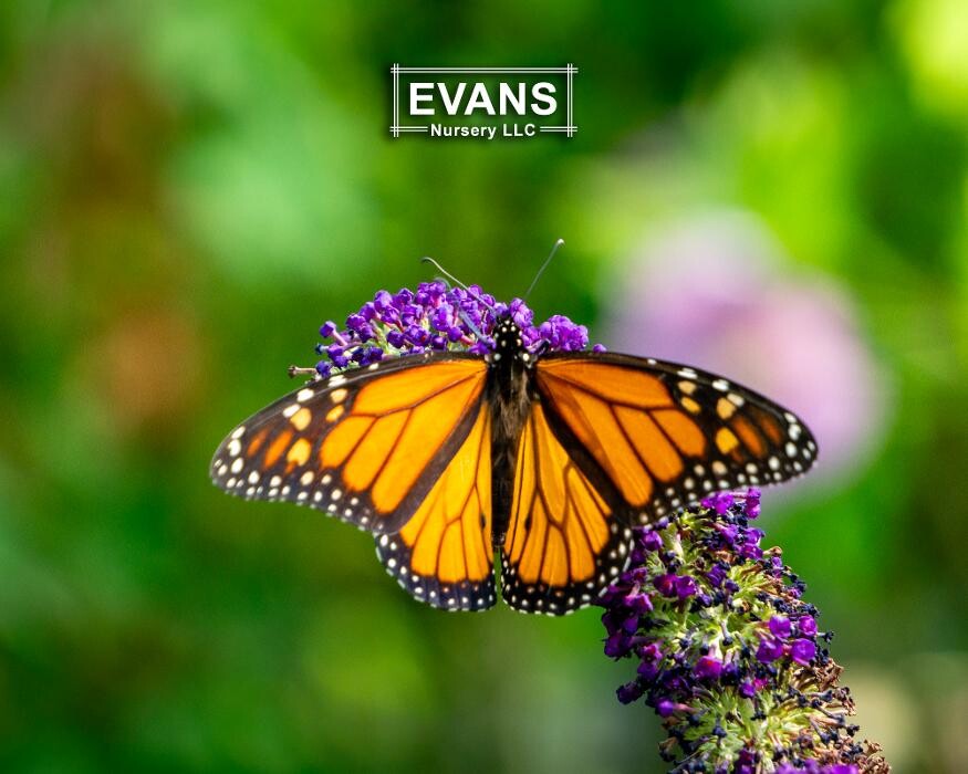 Images Evans Nursery LLC