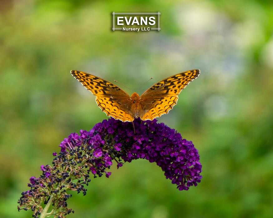 Images Evans Nursery LLC